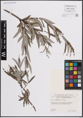 Foto von Salix eleagnos Scop.